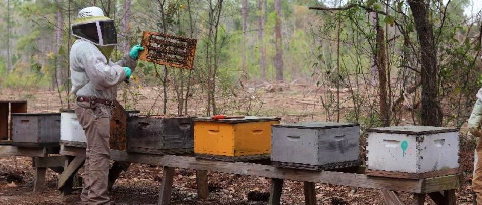 Vidalia Apicultural Services and Bee Company